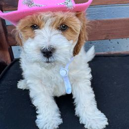 Katniss - Parti female Goldendoodle puppy in Huntington, Utah from Krispydoodle