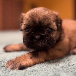 Girl 2 - Brindle female Shih Tzu puppy in Mobile, Alabama from FluffyTail Shih Tzu