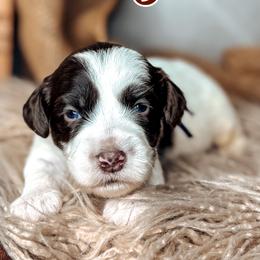Elijah - Chocolate male Australian Labradoodle puppy in Decatur, Alabama from Southern Meadows Doodles