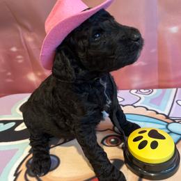 Denver - Silver female Poodle puppy in Mobile, Alabama from Semmy’s Standard Poodle LLC