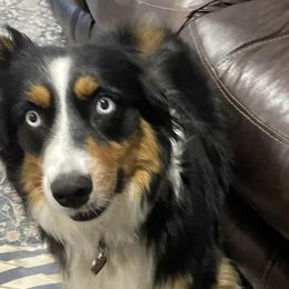 Australian Shepherds, Keeshonden, and Miniature Australian Shepherds from 3 Peaks Farm