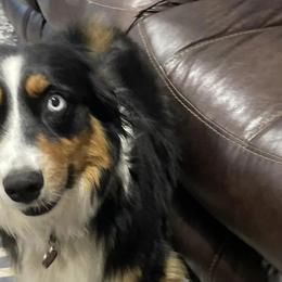 Australian Shepherds, Keeshonden, and Miniature Australian Shepherds from 3 Peaks Farm