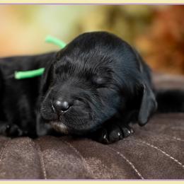 Verne - Black male Cockapoo puppy in Connersville, Indiana from Deaz Doodle Ranch