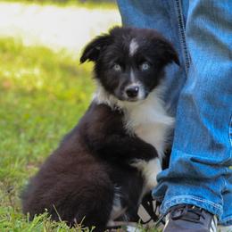 Orion - Black & white male Miniature Australian Shepherd puppy in Bauxite, Arkansas from J and B Mini Aussies