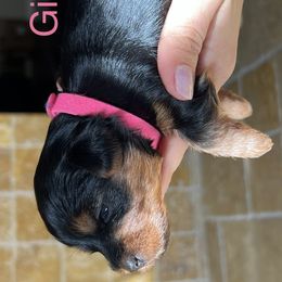 Yorkshire Terriers from Jennifer's Yorkshire terriers