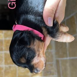 Yorkshire Terriers from Jennifer's Yorkshire terriers