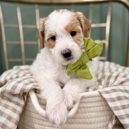 Green collar LUCKY - Parti male Goldendoodle puppy in Salem, Utah from Aspen Doodles