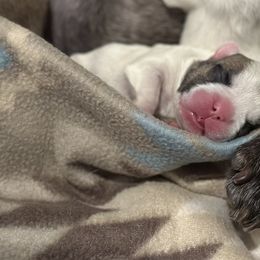 French Bulldog Puppies from Pawcific Coast Bullies