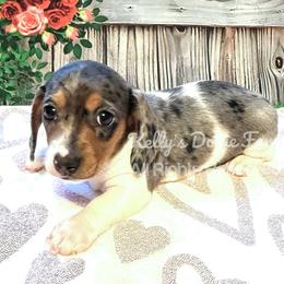 Blue and Tan Dapple Piebald Male Smooth - Blue and tan male Dachshund puppy in Cleveland, Tennessee from Kelly's Doxie Farm
