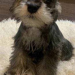 Miniature Schnauzers from Natalie's Mini Schnauzers
