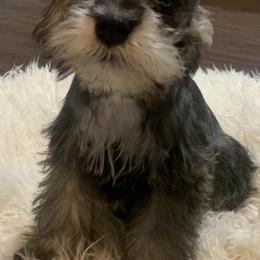 Miniature Schnauzers from Natalie's Mini Schnauzers