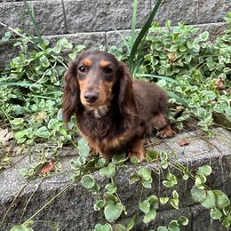 Muffin - Dachshund