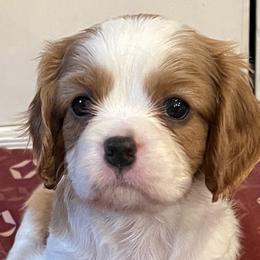 Cavalier King Charles Spaniels from Tess Shinneman-Koch