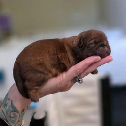 Constance - Liver female Shih Tzu puppy in Lancaster, Ohio from Wandering Tzu