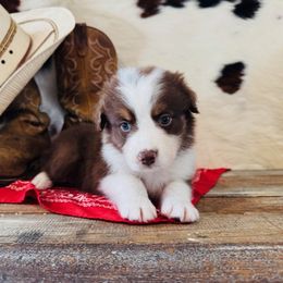 RAVI - Red tri-color male Australian Shepherd puppy in Durand, Wisconsin from Larson’s Legacy Aussome Aussie Kennels