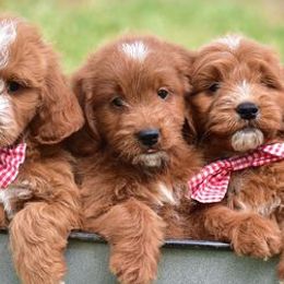 Bernedoodles and Goldendoodles from ShoalCreek Goldens and Doodles