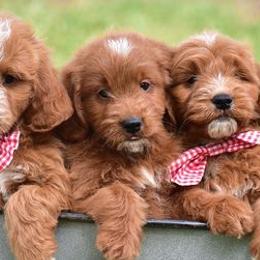 Bernedoodles and Goldendoodles from ShoalCreek Goldens and Doodles