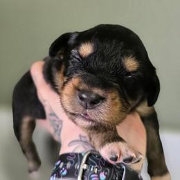 Seal - Black tri-color female Australian Shepherd puppy in London, Kentucky from Kenmont Kennels
