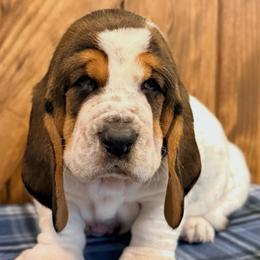 Earl - Black brown and white male Basset Hound puppy in Edmonton, Kentucky from RiverBottom Bassets