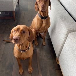 Vizsla puppies from Valor Vizsla's