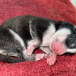 Pomsky Puppies from New Gaia Pomsky