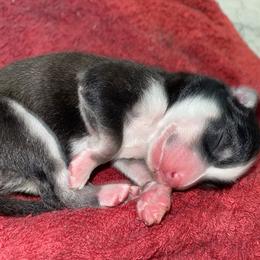 Pomsky Puppies from New Gaia Pomsky