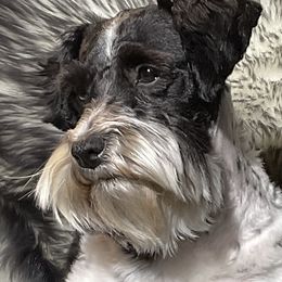 Prissy - Miniature Schnauzer