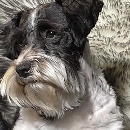 Prissy - Miniature Schnauzer