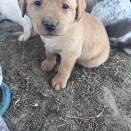 Pink - Yellow female Labrador Retriever puppy in Newton Grove, North Carolina from Wayalife Labradors & Gsp’s