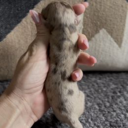 Merle - Chocolate and tan male Dachshund puppy in California from Ranch Hand Weenies