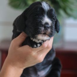 Ava - Black female English Cocker Spaniel puppy in New Mexico from HighBrassGunDogs