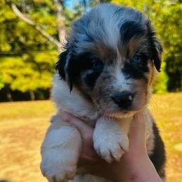 Montana - Blue merle male Australian Shepherd puppy in Mckenzie, Tennessee from Whispering Iris Aussies