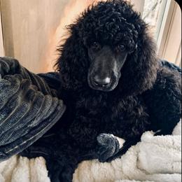 Daphne - Blue female Poodle puppy in Greenwich, New York from MizzElle’s Standard Poodles