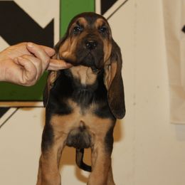 Bloodhounds from Bluebloods Kennel