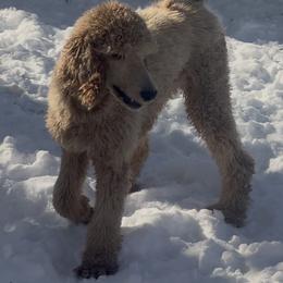 Nemesis - Poodle