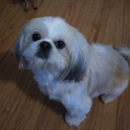 Shih Tzus from Sassy Little Shih Tzu's