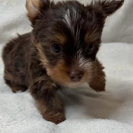 Dobby - Chocolate and tan male Yorkshire Terrier puppy in Walker, Louisiana from Precious Yorkies