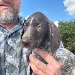 German Shorthaired Pointer puppies from VOM BOSQUE RIVER DEUTSCH KURZHAAR and FOREST RIVER LLEWELLINS
