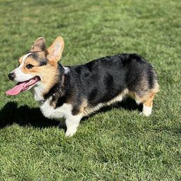 Pembroke Welsh Corgi All Grown Up from Central Valley kennel