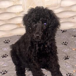 Nimbus - Black male Poodle puppy in Toledo, Ohio from Exquisite Dalmatians & Standard Poodles
