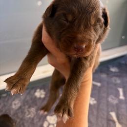 Cupid - Red tri-color male Australian Shepherd puppy in Frostproof, Florida from Central Florida Australian Shepherds
