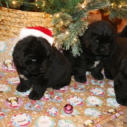 Girl 2 - Black female Newfoundland puppy in Ellendale Forge, Pennsylvania from Opening Heavens Doors Newfoundlands