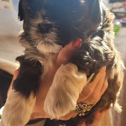 Shihpoos from Simpson Shih Tzus