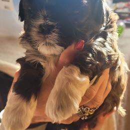 Shihpoos from Simpson Shih Tzus