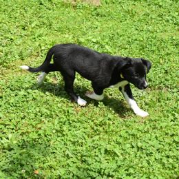 Border Collie Puppies from Porter’s Borders