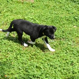 Border Collie Puppies from Porter’s Borders