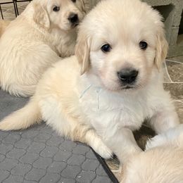 Golden Retriever Puppies from Retrieving Goldens