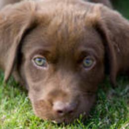 Labrador Retrievers from Centerfield Retrievers