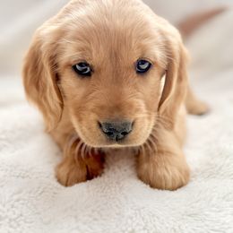 Companion Cross Puppies from Happy Tails Mini Goldens