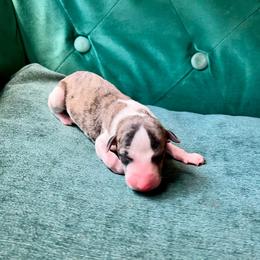 Thumper - Fawn brindle male Whippet puppy in Clinton, Tennessee from Ivanhoe Borzoi